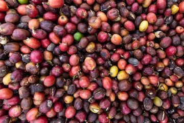 Fotobehang Koffiebonen Grains de café en cours de séchage  © serge