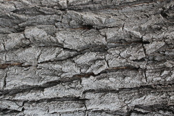 Background bark