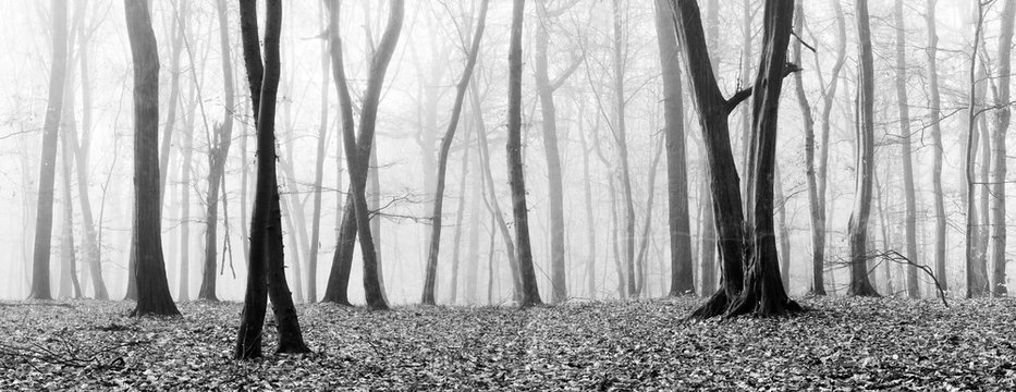 Fototapeta Panorama, Foggy Forest of Bare Trees in Autumn, Black and White, some vintage camera fx