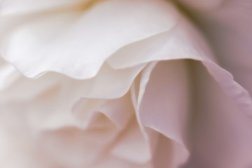 white pastel rose in abstract macro view - 243527036