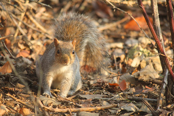 squirrel in the park in winter