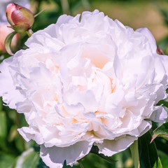 Beautiful bud of white peony close-up. Flower background