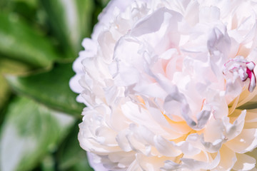 Beautiful bud of white peony close-up. Flower background