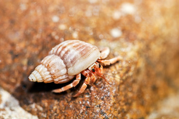 Einsiedlerkrebs schaut aus seiner Muschel