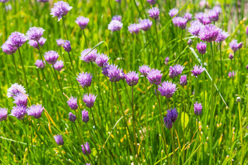 A bed of blooming chives close up. Concept spring growth