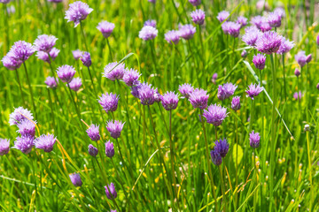 Obraz na płótnie Canvas A bed of blooming chives close up. Concept spring growth