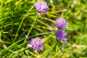 Bumblebees on chives flowers closeup. Concept spring growth