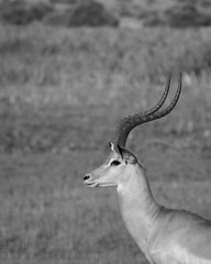 Impala in Black and White