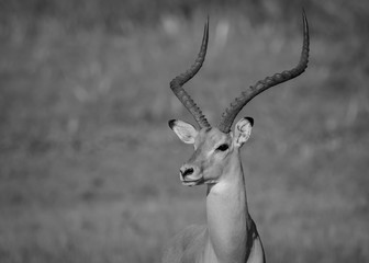 Impala in Black and White