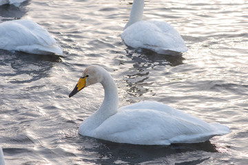 Beautiful white whooping swans swimming in the nonfreezing winter lake. The place of wintering of swans, Altay, Siberia, Russia. © olinchuk