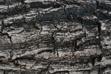 Background bark