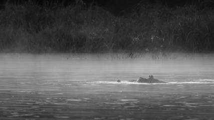 Hippopotamus early morning mist.