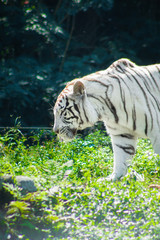 white bengal tiger