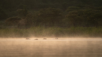 Hippopotamus early morning mist.