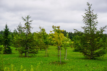 Obraz premium Garden in Koknese park Garden of Destinies in Latvia.