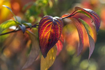 Herbstblatt © Berthold