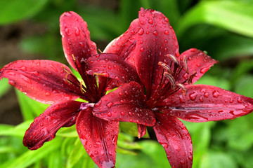 Blooming colorful flowers with leaves in the background