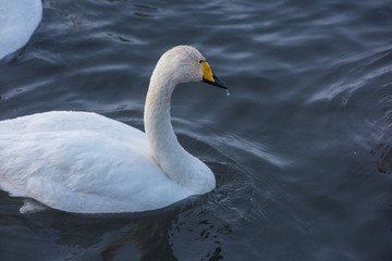 Beautiful white whooping swans swimming in the nonfreezing winter lake. The place of wintering of swans, Altay, Siberia, Russia. © olinchuk
