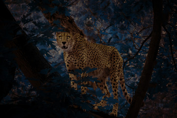Gepard steht auf Baum bei Nacht und guckt fokussiert in die Kamera.