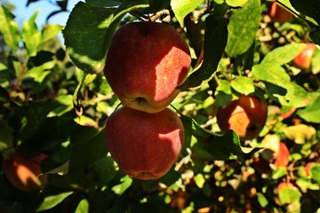 Ripe red apples on the apple tree