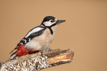 Splendido ritratto di picchio rosso maggiore maschio (Dendrocopos major)