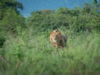 Lions in Akagera National Park, Rwanda.