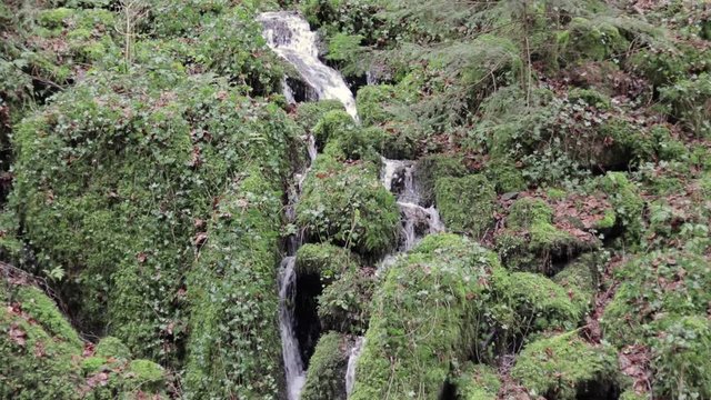 Ein Bach im Wald fliesst den Hang hinunter