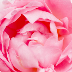 Unfocused blur rose petals, abstract romance background, pastel and soft flower card