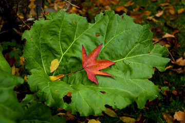 Autumn leaf