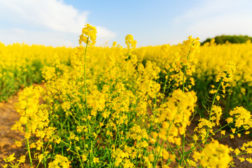 beautiful yellow flowering rape field