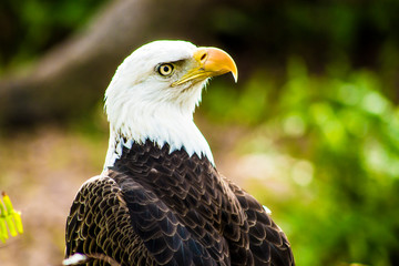 portrait of an american bald eagle