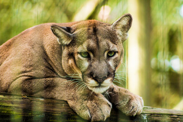 portrait of a lion