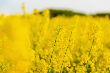 Obraz premium beautiful yellow flowering rape field