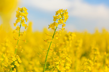 Obraz premium beautiful yellow flowering rape field