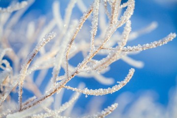 old grass covered with frost