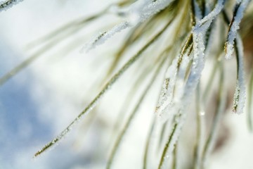 pine tree needles covered with frost