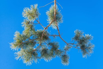 pine tree branches covered with frost with blue sky