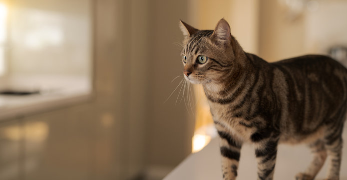 Beautiful short hair cat sitting on white table at home