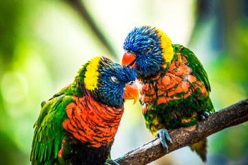 colorful parrot on a branch
