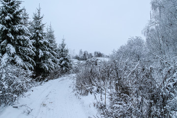 Snowy forest road