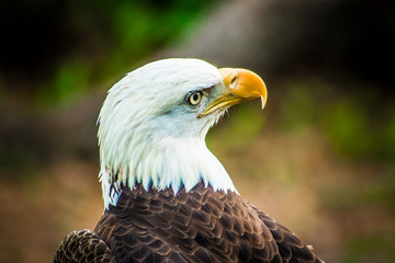 portrait of an american bald eagle