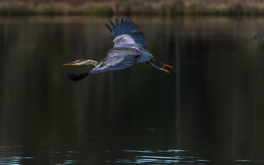 Blue Heron 1247