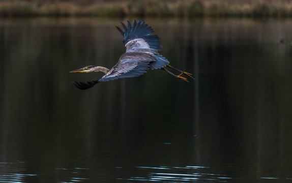 Blue Heron 1247