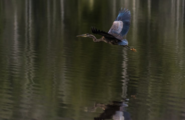 Blue Heron 1255