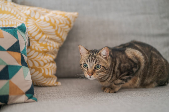 Beautiful short hair cat lying on the sofa at home