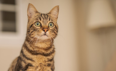 Cute short hair cat looking curious and snooping at home