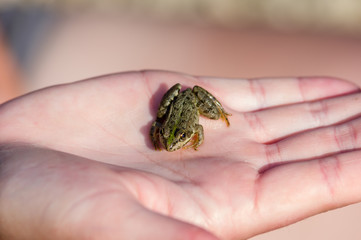 Bébé grenouille