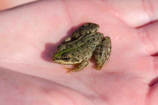 B&eacute;b&eacute; grenouille