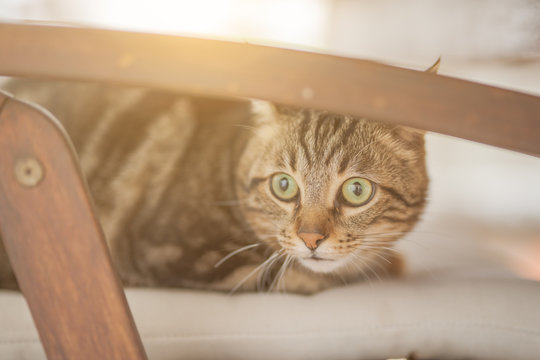 Cute short hair at the garden sittion on a chair outdoors, playing outside on a sunny day