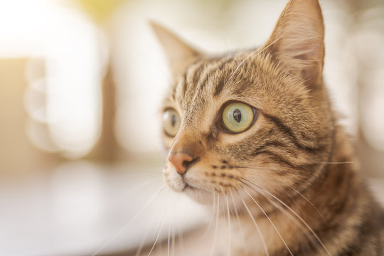 Cute short hair at the garden sittion on a chair outdoors, playing outside on a sunny day